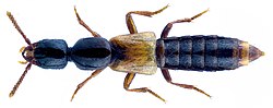 Hypnogyra angularis (Ganglbauer, 1895).jpg