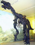 Iguanodon Skelett 2.jpg