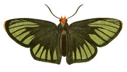 Illustrations of Exotic Entomology Hesperia Iphis.jpg