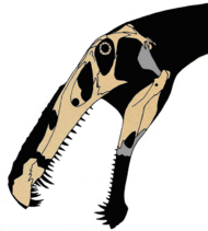 Skull bones from Irritator and Angaturama plotted onto a silhouette of the head, by paleontologist Jaime A. Headden