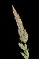 J20160625-0005—Calamagrostis rubescens—RPBG (27805039592).jpg