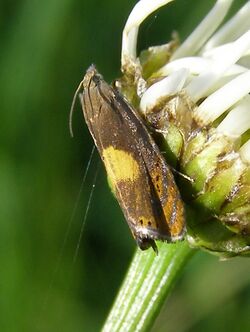 Lepidoptera-Tortricidae-Dichrorampha-alpinana-201206130176.JPG