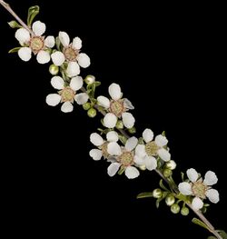 Leptospermum fastigiatum - Flickr - Kevin Thiele.jpg