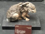 Gray hare