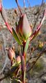 Leucadendron diemontianum 42425034.jpg