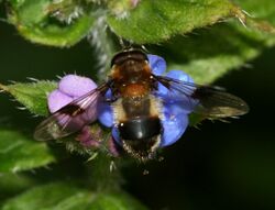 Leuco.lucorum male.jpg