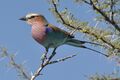Lilac breated Roller.JPG
