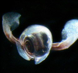 Limacina antarctica.png