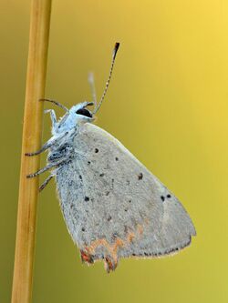 Lycaena phlaeas - Kulna.jpg