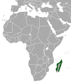 Madagascan Pygmy Shrew area.png