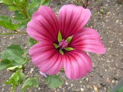 Malope trifida (Malvaceae) flower.JPG