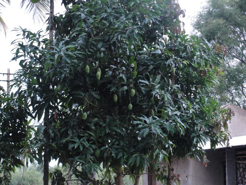 File:Mango tree - Dadaga.jpg