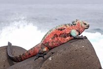 Marine-Iguana-Espanola.jpg