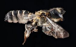 Megachile armaticeps.jpg