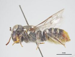 Megachile tosticauda f.jpg