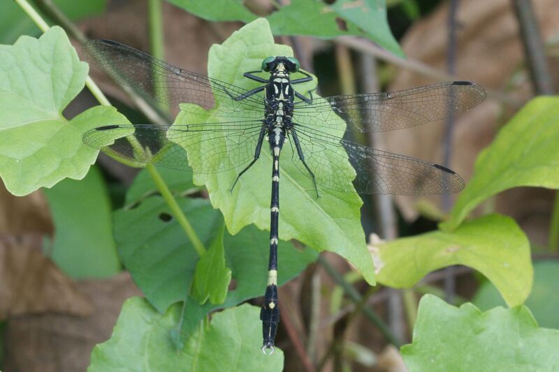 File:Merogomphus tamaracherriensis-Kadavoor-2016-06-26-001.jpg