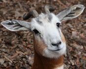 Mhorr Gazelle Close Up.jpg