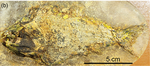 Moythomasia durgaringa fossil.png