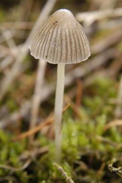 Mycena epipterygia - Lindsey 9a.jpg