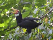 Narcondam Hornbill DSCN1242 15.jpg