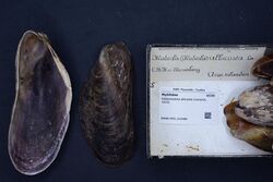 Naturalis Biodiversity Center - RMNH.MOL.316488 - Gibbomodiola albicosta (Lamarck, 1819) - Mytilidae - Mollusc shell.jpeg