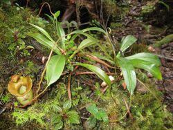 Nepenthes jacquelineae6.jpg