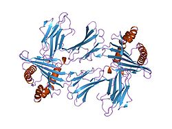 PDB 1hsa EBI.jpg