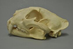 Panthera pardus delacouri 02 MWNH 376.jpg