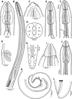 Parasite180070-fig1 Rasheedia heptacanthi (Nematoda, Physalopteridae).png