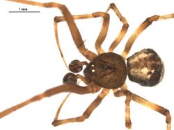 Parasteatoda tabulata m1.jpg