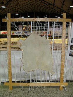 Parchment made from goatskin