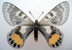 Parnassius autocrator female.jpg