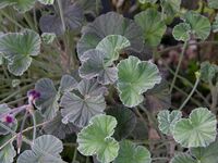 Pelargonium sidoides Leaves 3264px.jpg