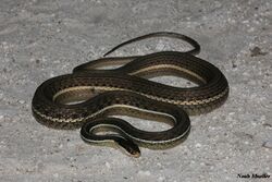 Peninsula Ribbon Snake (Thamnophis sauritus sackeni).JPG