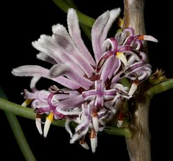 Petrophile teretifolia - Flickr - Kevin Thiele (2).jpg