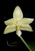 Phalaenopsis floresensis 2 - cropped.jpg