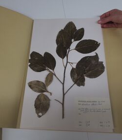 Pressed Griselinia littoralis specimen collected by Lawrie Metcalf in Christchurch Botanic Garden Herbarium