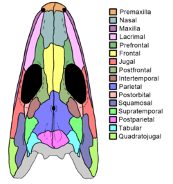 Proterogyrinus skull diagram.png