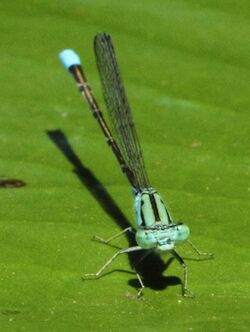 Pseudagrion coeleste 018317-2.jpg