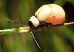 Pseudorupilia ruficollis - inat 123189628.jpg