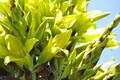 Puya chilensis Zapallar 06.jpg
