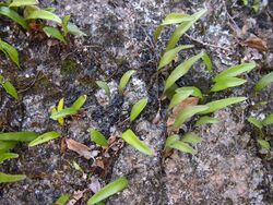 Pyrossia confluens growing as lithophyte.jpg