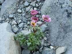 Ranunculus glacialis1.JPG