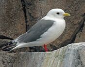 Red-legged Kittiwake RWD3.jpg