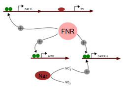 Regulation of Nar and arfM gene by FNR(activated).png