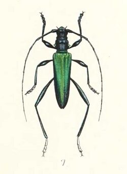 Rhopalophora collaris 1894.jpg