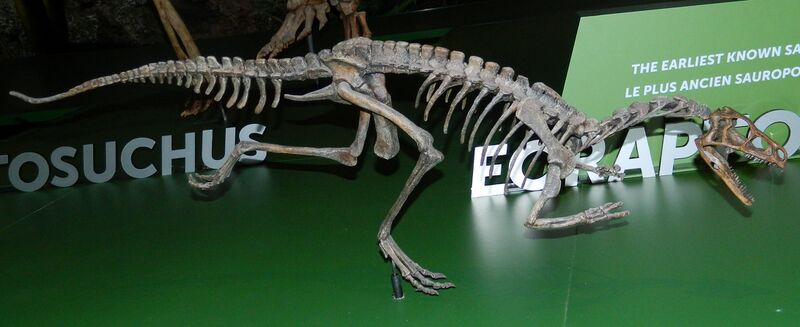 File:Royal Ontario Museum Eoraptor.JPG