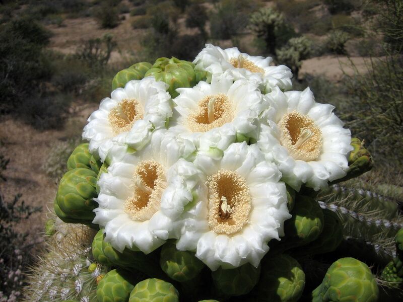 File:Saguaroflowers.jpg
