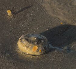 Sandy-skinned Tunicate (Molgula occidentalis) - Flickr - Andrea Westmoreland.jpg