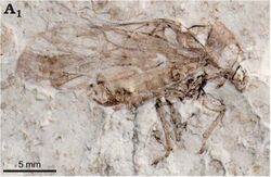 Sanmai kongi holotype STMN48-1800a.jpg
